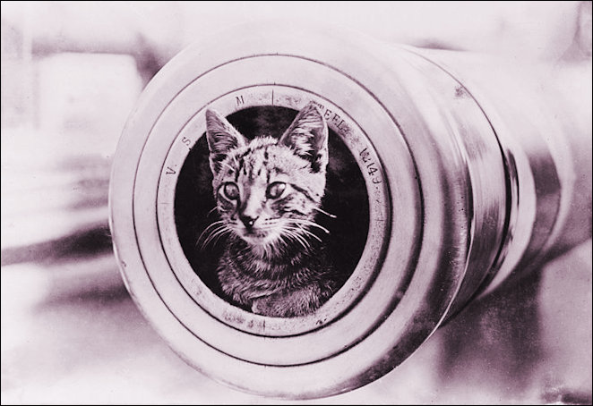  Ship's cat on HMAS Encounter during World War I